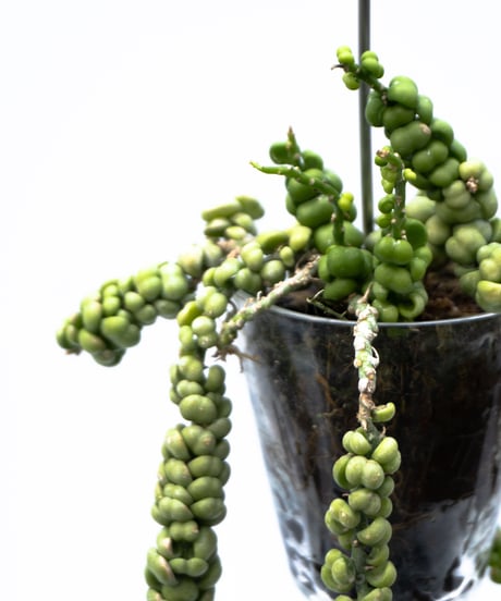Dischidia nummularia var. Bubble + VODA