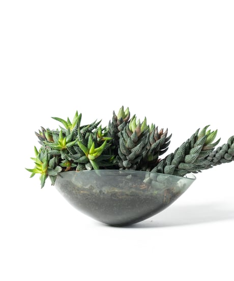 Haworthiopsis coarctata / Haworthia enon + Lotus (Recycled glass)