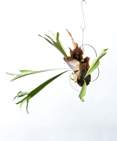 Platycerium bifurcatum + JD Plate