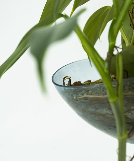 Philodendron 'Silver Metal' + Lotus