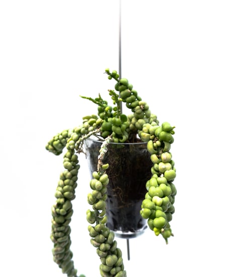 Dischidia nummularia var. Bubble + VODA