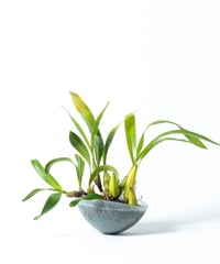 Den.treacherianum / Coel. lawrenceana + Shell Pot (Recycled glass)