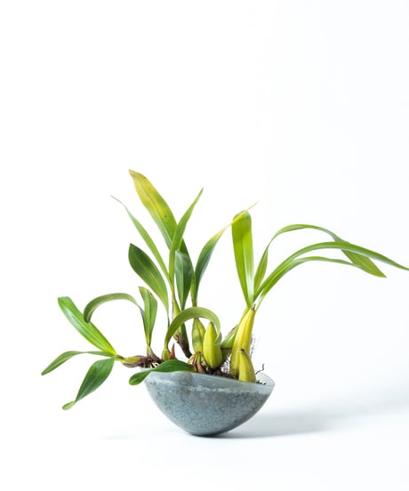 Den.treacherianum / Coel. lawrenceana + Shell Pot (Recycled glass)