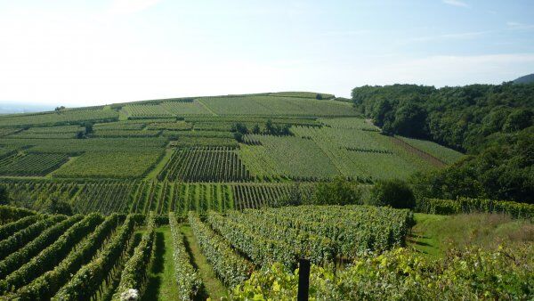 ゲヴュルツトラミネール 2023/ アンドレ・エルハート（アルザス・中