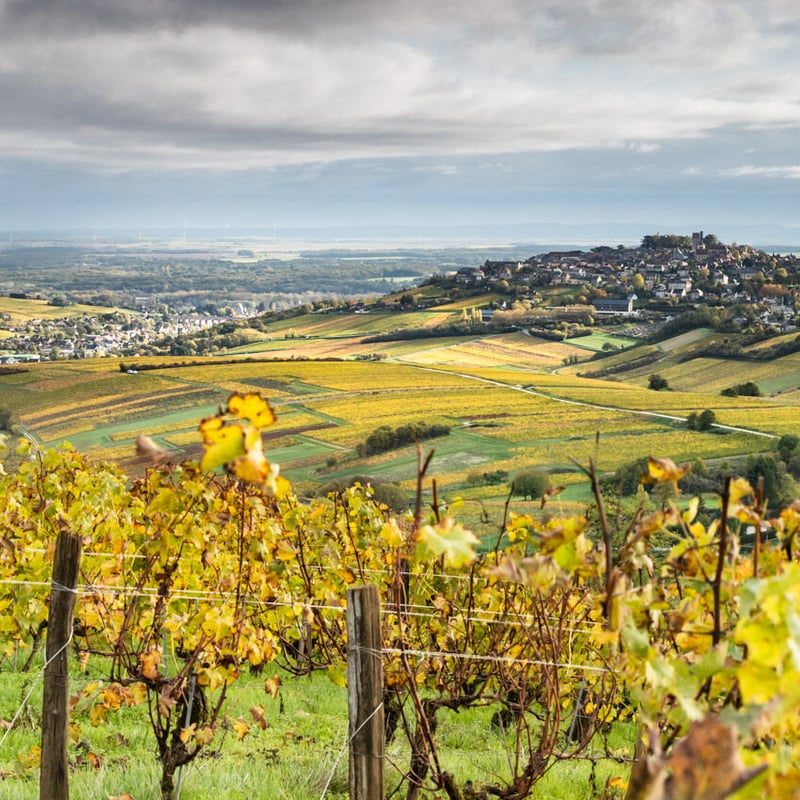 アルバート・アンドレ、GLAIEULES、海外版超希少レゾネ、新品額付 レクラ 2023/ ルネサンス フルリエ・フレール | APOGEE Wine