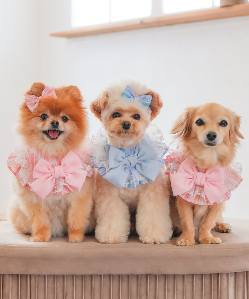 アトリエgg ストライプ フリル 犬服 18size 即納】 ♡ラウンドフリルスタイ♡ストライプ♡ SR870 | RiMarvie