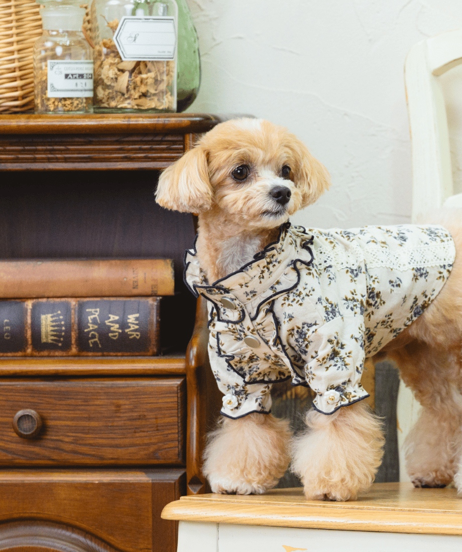 フリル付き白い服のチワワ 即納】 《フラワーブーケ🌼》フリルシャツ