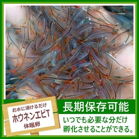 ホウネンエビTの卵 1カプセル (体長最大40mm)