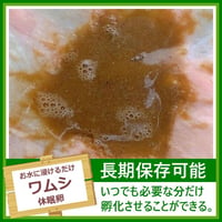 ワムシの卵 1カプセル (体長最大0.2mm)