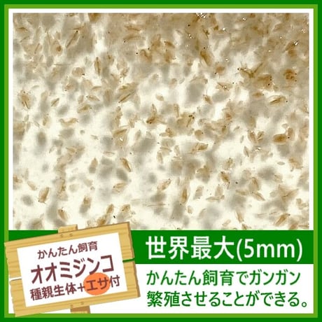 [冬季販売停止] 世界最大種 オオミジンコ たね親 1パック [エサ付き] (体長最大5mm)