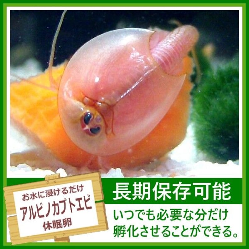 送料140円] アルビノカブトエビの卵 1カプセル (体長最大60mm) | 生き餌屋