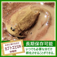 カブトエビGNの卵 1カプセル (体長最大70mm)