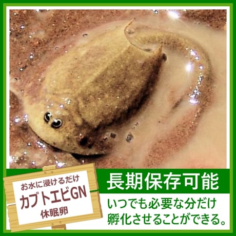 カブトエビGNの卵 1カプセル (体長最大70mm)