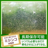 タマミジンコの卵 1カプセル (体長最大1.5mm)