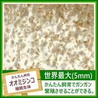 [冬季販売停止] 世界最大種 オオミジンコ たね親 1パック (体長最大5mm)