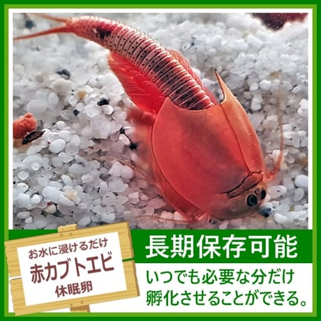 赤カブトエビの卵 1カプセル (体長最大70mm)