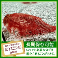 カブトエビEU-REDの卵 1カプセル (体長最大80mm)