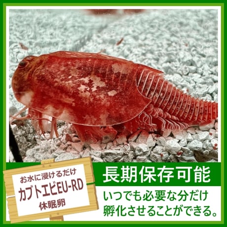 カブトエビEU-REDの卵 1カプセル (体長最大80mm) [5月下旬頃販売開始]