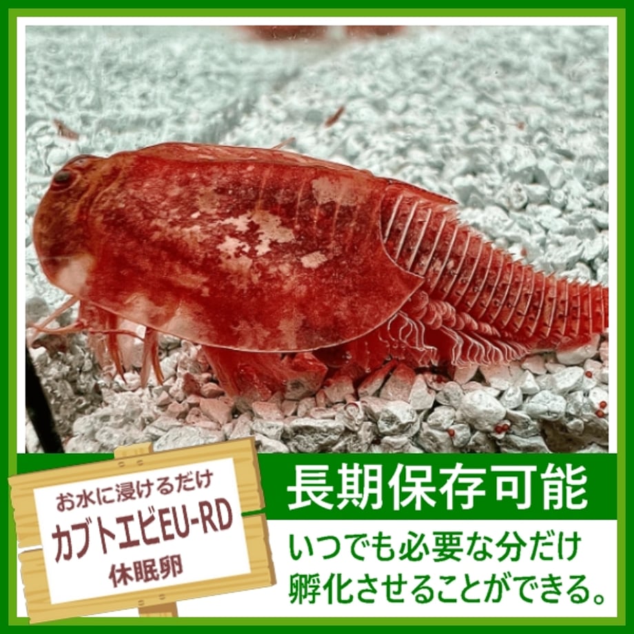 680999ed12d039b445e52532