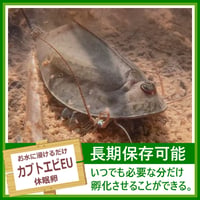 カブトエビEUの卵 1カプセル (体長最大80mm)