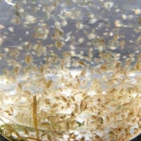 オオミジンコの卵 1カプセル (体長最大5mm)