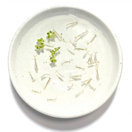 ホウネンエビSの卵 1カプセル (体長最大30mm)
