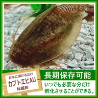 カブトエビAUの卵 1カプセル (体長最大90mm)