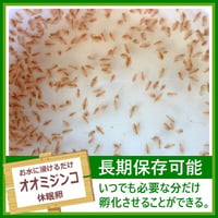 オオミジンコの卵 1カプセル (体長最大5mm)