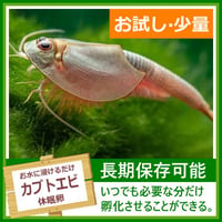 [少量小分け] カブトエビの卵 10～35カプセル (体長最大70mm)