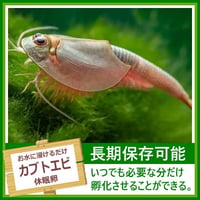 カブトエビの卵 1カプセル (体長最大70mm)