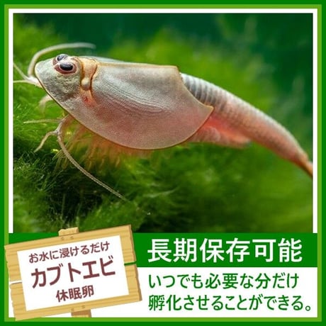 カブトエビの卵 1カプセル (体長最大70mm)