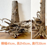 天然 切り株 水槽内装飾用 B