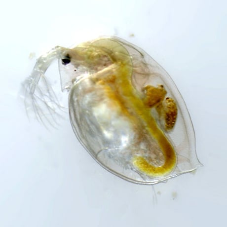 タマミジンコの卵 1カプセル (体長最大1.5mm)