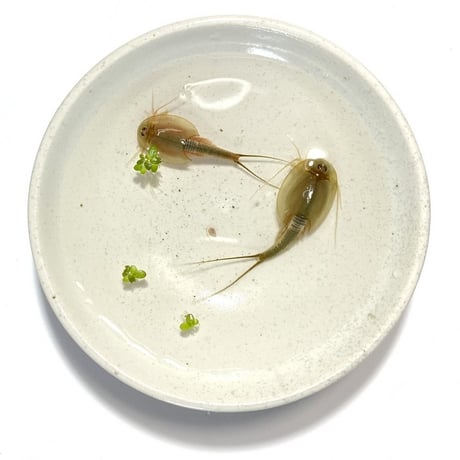 カブトエビの卵 1カプセル (体長最大70mm)