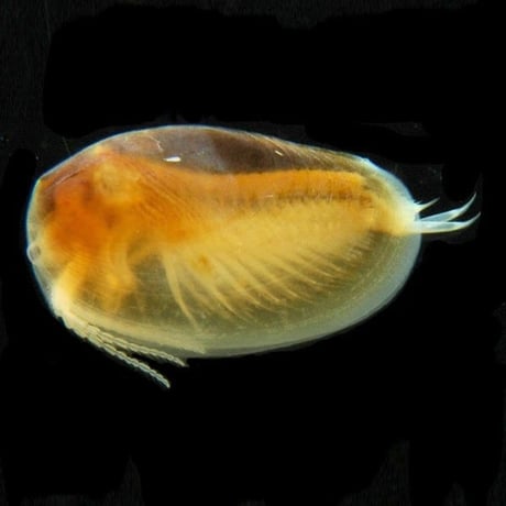 カイエビの卵 1カプセル (体長最大10mm)
