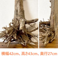 天然 切り株 水槽内装飾用 A