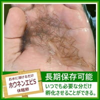ホウネンエビSの卵 1カプセル (体長最大30mm)