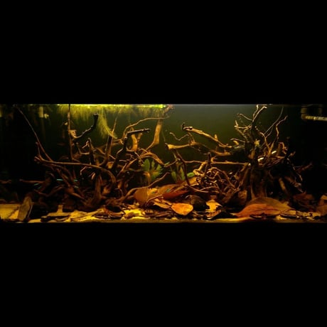 モモタマナの葉 ティーバッグタイプ 1袋