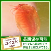 カイエビの卵 1カプセル (体長最大10mm)