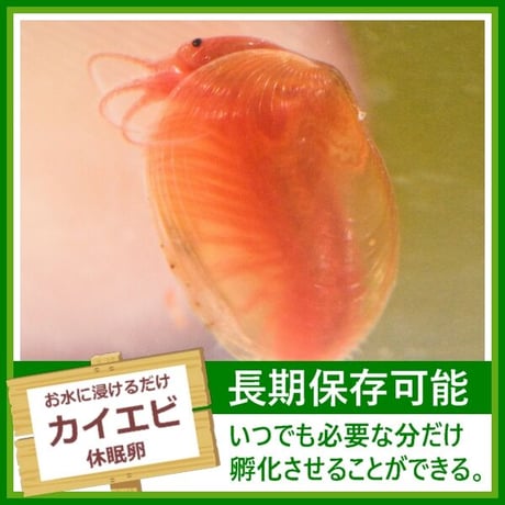 カイエビの卵 1カプセル (体長最大10mm)