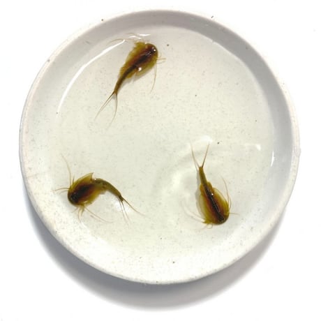 カブトエビGNの卵 1カプセル (体長最大70mm)
