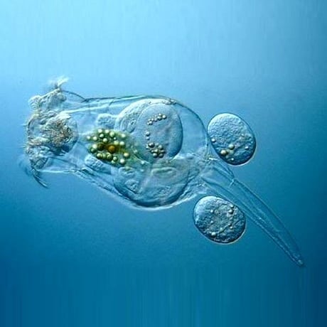 ワムシの卵 1カプセル (体長最大0.2mm)