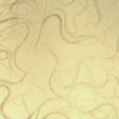 ビネガーイール 50ml (体長最大 2mm)