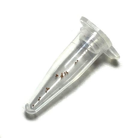 [少量小分け] カブトエビの卵 10～35カプセル (体長最大70mm)