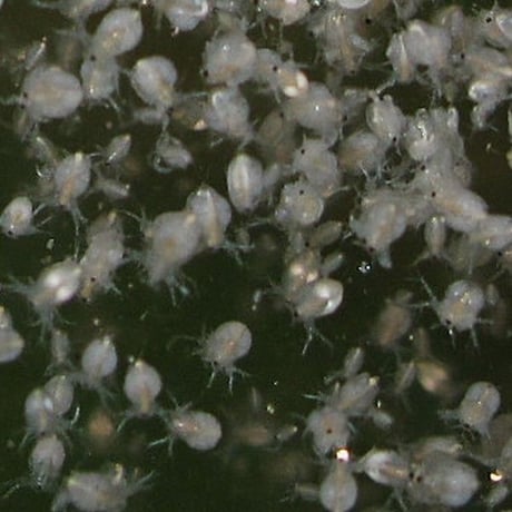 タマミジンコの卵 1カプセル (体長最大1.5mm)