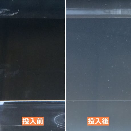 [冬季販売停止] 世界最大種 オオミジンコ たね親 1パック [エサ付き] (体長最大5mm)
