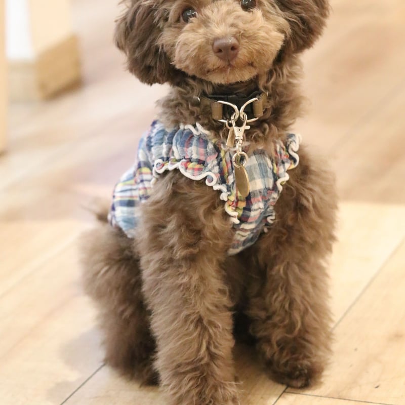 dog様 専用 玄米 dog様 専用 玄米