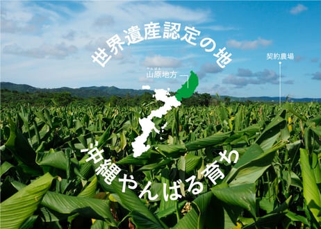 KATHERINE 60包