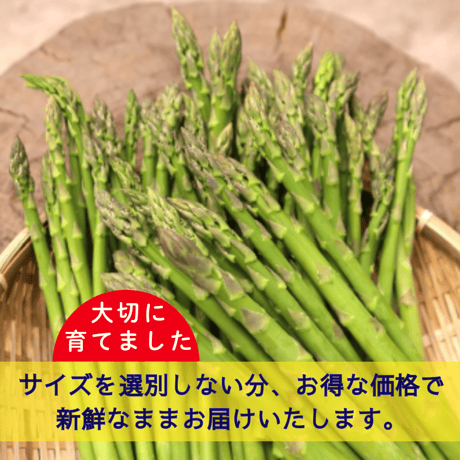 【2026年完売】あま〜い⭐︎ふぞろい春アスパラガス1.5kg 超新鮮！お得！