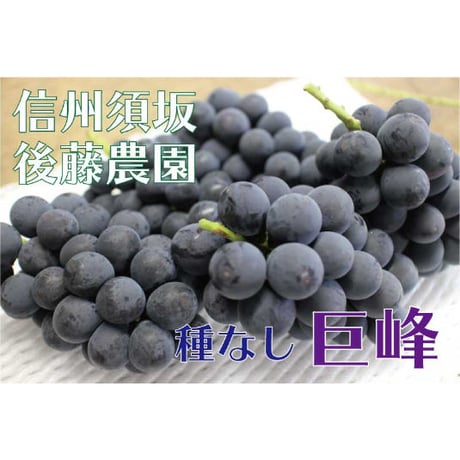 【2026年販売開始】種なし巨峰 秀品 1.8kg(3〜5房)☆農家直送 ぶどうの王様♪